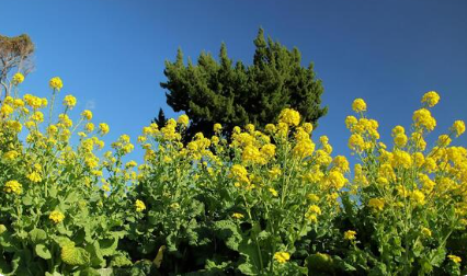 セミナー「グローバル・サウスからみた現在の国際開発資金レジームと、南北の連帯のあり方」